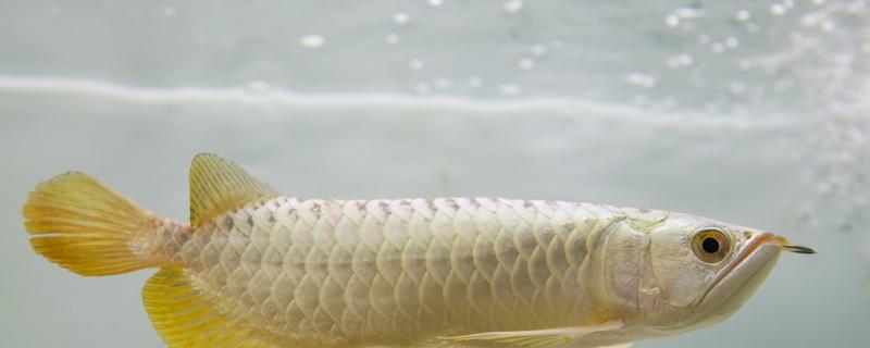 What is the reason for the arowana sinking and how to solve it?