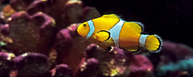 Why is clown fish not afraid of anemone poison, can raise together with anemone