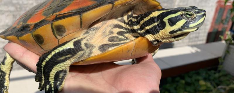 How many times a day does the flame turtle feed and what food it feeds