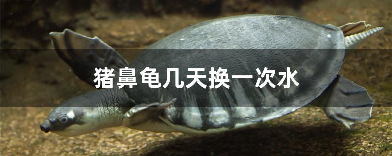 猪鼻龟几天换一次水 广州水族器材滤材批发市场