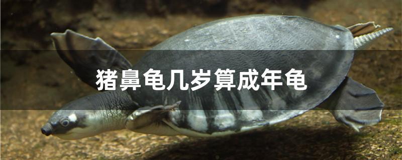 猪鼻龟几岁算成年龟