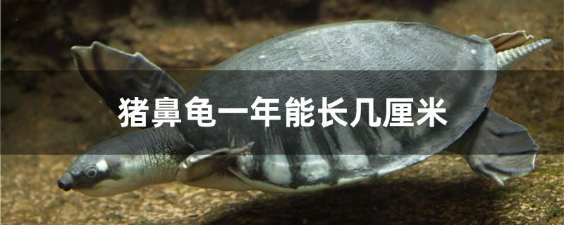 猪鼻龟一年能长几厘米