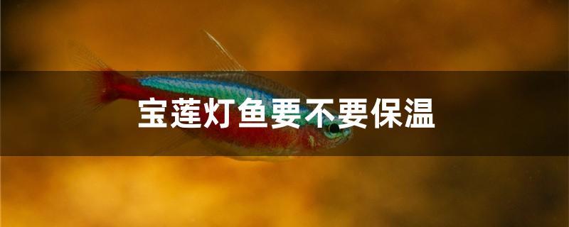 寶蓮燈魚要不要保溫