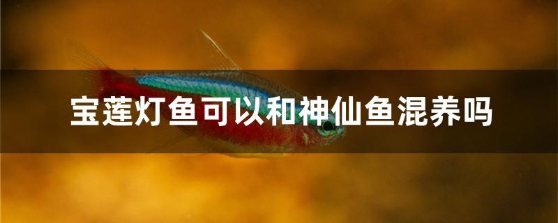宝莲灯鱼可以和神仙鱼混养吗