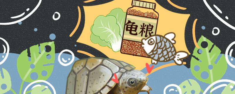 What is the best turtle food for razor turtle to eat? Can you feed poultry meat