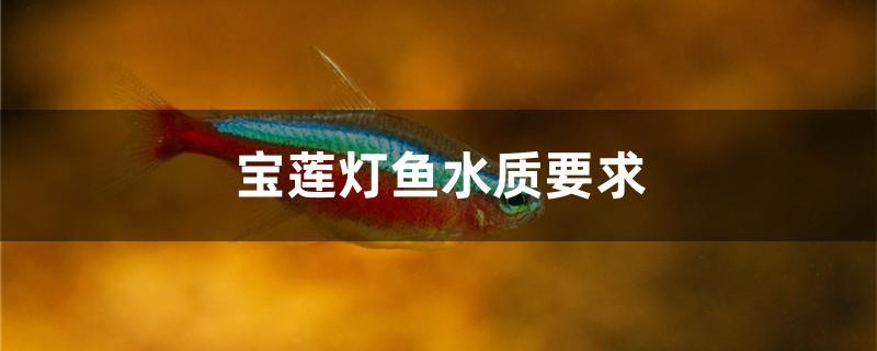 宝莲灯鱼水质要求