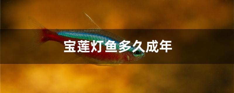 宝莲灯鱼多久成年 广州观赏鱼鱼苗批发市场
