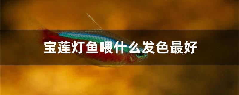 寶蓮燈魚喂什么發(fā)色最好 黑白雙星