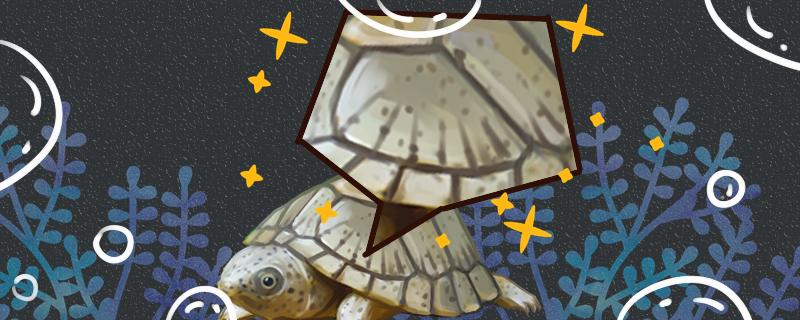 Can the razor turtle change its shell? Does the shell grow fast