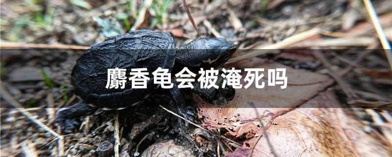 麝香龟会被淹死吗