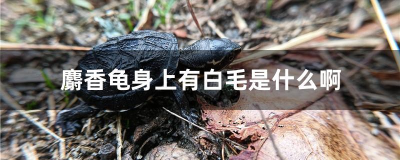 麝香龟身上有白毛是什么啊