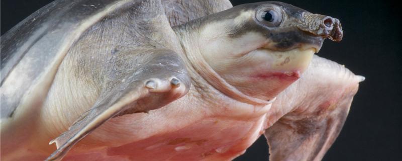 How does the red dot rise on the pig nose turtle return a responsibility, how to treat