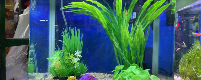 1.2 meters of fish tank with how much oxygen pump, to the fish what are the benefits of oxygen