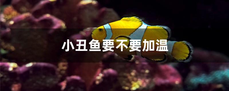 小丑魚要不要加溫