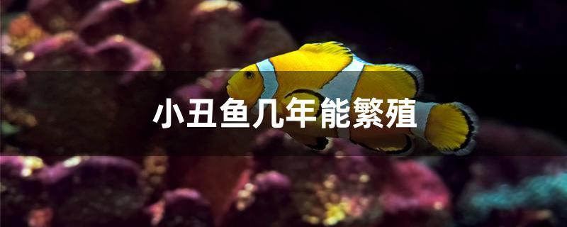 小丑鱼几年能繁殖