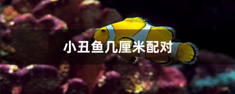 小丑鱼几厘米配对 赤荔凤冠鱼