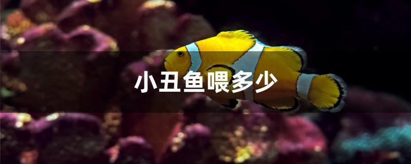 小丑鱼喂多少