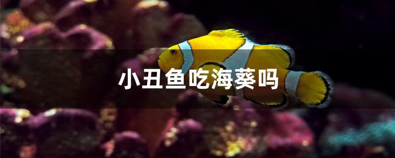 小丑鱼吃海葵吗