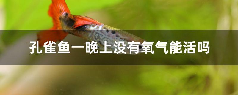 孔雀鱼一晚上没有氧气能活吗