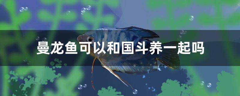 曼龙鱼可以和国斗养一起吗 充氧泵