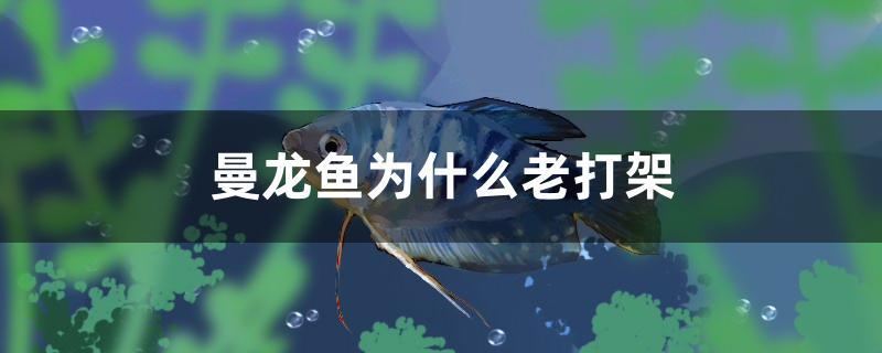 曼龙鱼为什么老打架