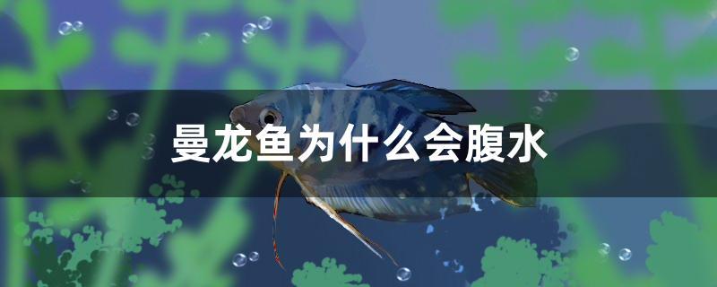 曼龍魚為什么會腹水