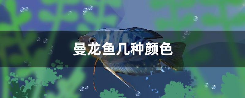 曼龙鱼几种颜色