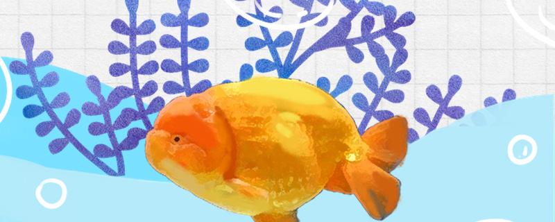 How to make Lanshou goldfish ink and keep its body color