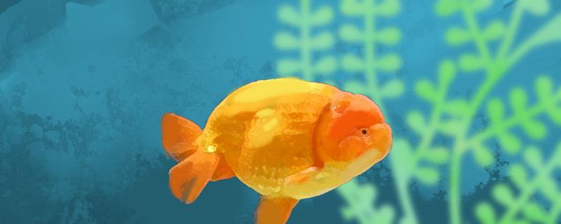 When does the head tumor of Lanshou goldfish develop and how does it not grow head tumor