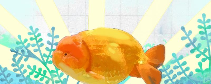 How to raise Lanshou goldfish, what matters needing attention