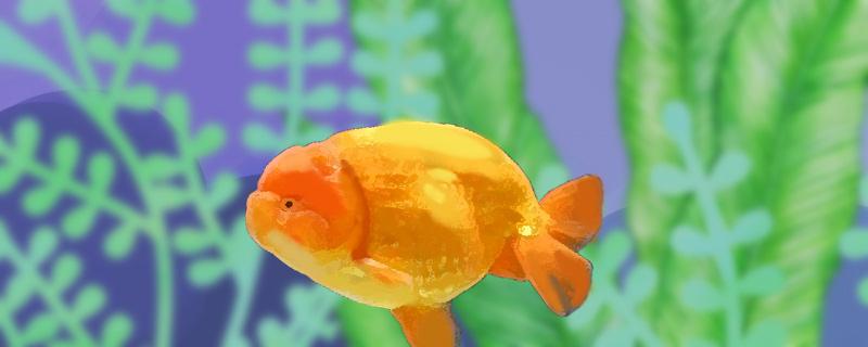 What to eat and how to raise Lanshou goldfish of 2 to 3 cm