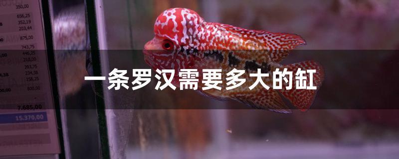 一条罗汉需要多大的缸