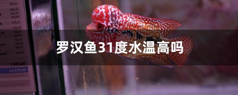 罗汉鱼31度水温高吗 鱼缸等水族设备