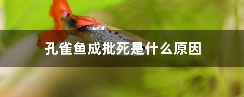 孔雀鱼成批死是什么原因 观赏鱼水族批发市场