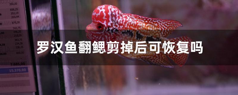 罗汉鱼翻鳃剪掉后可恢复吗 BD魟鱼