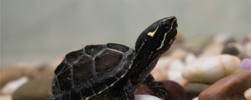 Musk turtle is fed once every few days, what food is fed