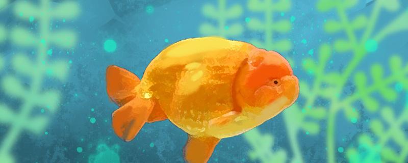 What vegetables does Lanshou goldfish eat and how to feed it