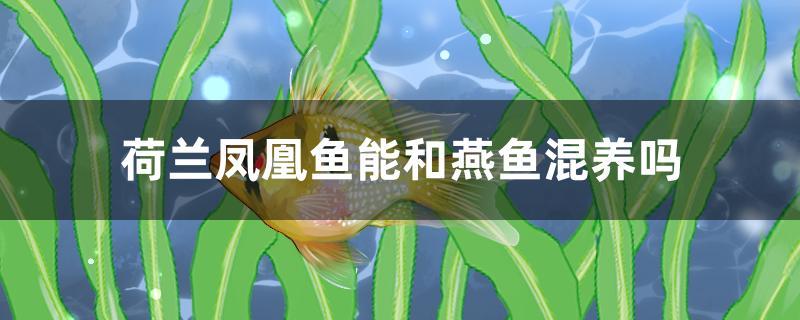 荷蘭鳳凰魚能和燕魚混養(yǎng)嗎 青龍魚