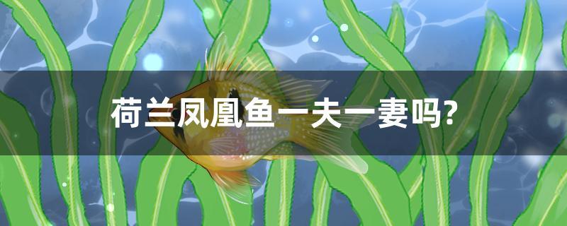 荷蘭鳳凰魚一夫一妻嗎？ 藍(lán)底過背金龍魚