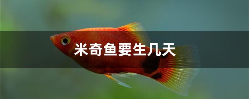 米奇魚要生幾天 白子銀龍苗（黃化銀龍苗）