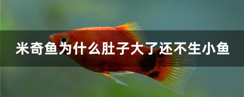 米奇魚為什么肚子大了還不生小魚