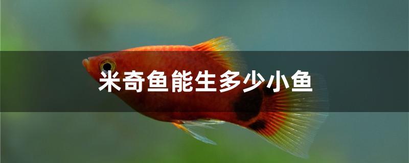 米奇魚能生多少小魚