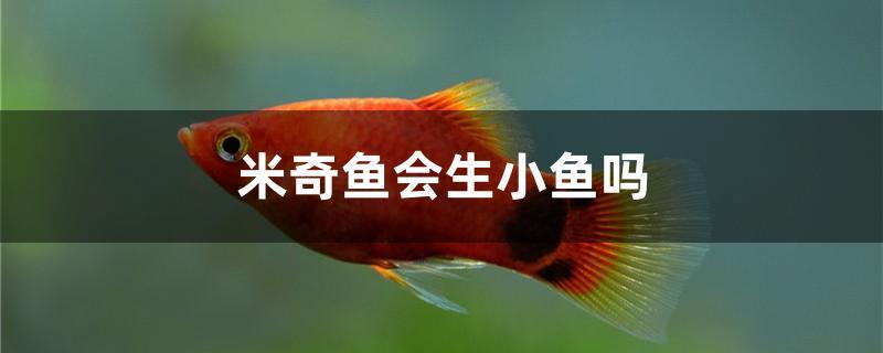 米奇魚會生小魚嗎