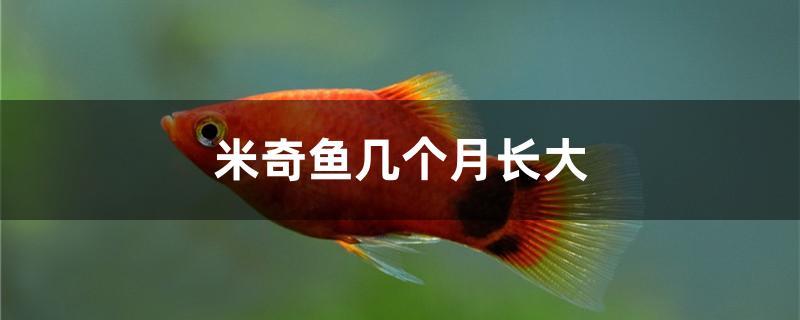 米奇魚幾個(gè)月長大 國產(chǎn)元寶鳳凰魚