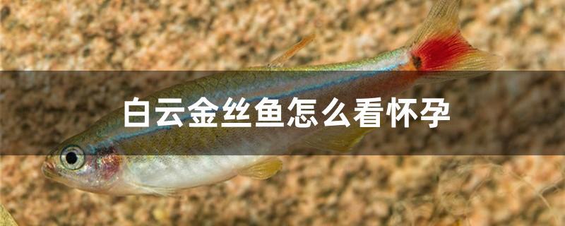 白云金丝鱼怎么看怀孕