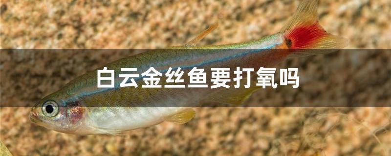 白云金絲魚要打氧嗎 招財戰(zhàn)船魚