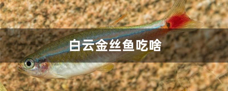 白雲金絲魚吃啥