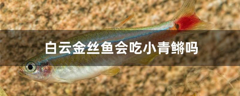 白云金絲魚會吃小青鳉嗎 黃金夢幻雷龍魚