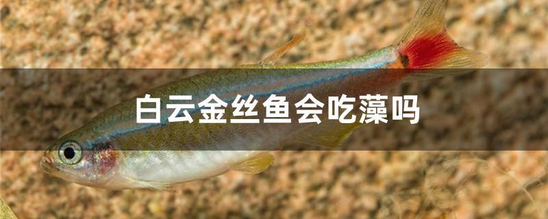 白云金絲魚會吃藻嗎 黃金達摩魚