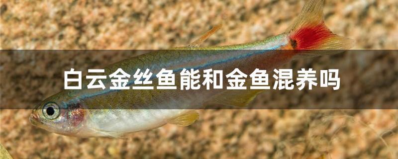 白云金丝鱼能和金鱼混养吗